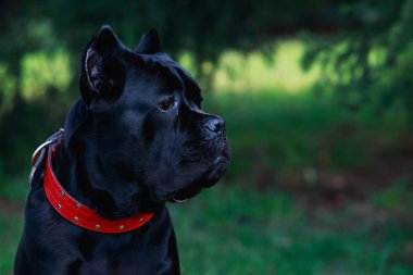 dog breed cane corso italiano