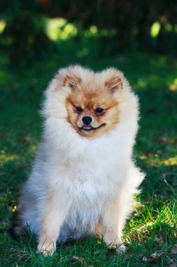 Turuncu Pomeranya köpeği