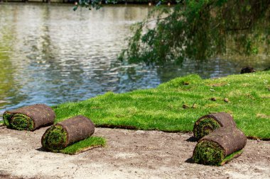 Rulo yeşil çim çimen