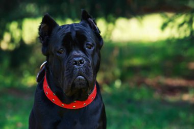 dog breed cane corso italiano