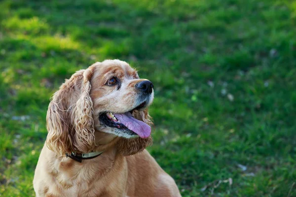 Race de chien American Cocker Spaniel — Photo