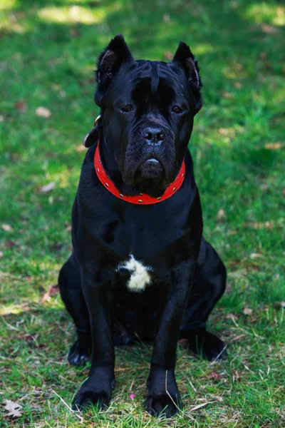 Caña de raza de perro corso italiano — Foto de Stock