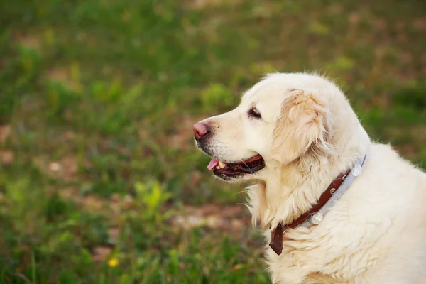 Rasa de câini Golden Retriever — Fotografie, imagine de stoc