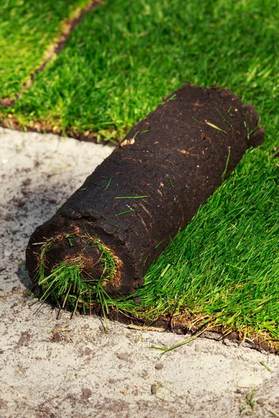 緑の芝生の草ロール ロイヤリティフリーのストック画像