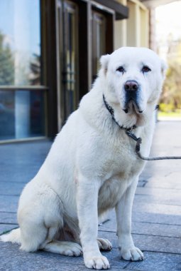 Orta Asya Çoban Köpeği