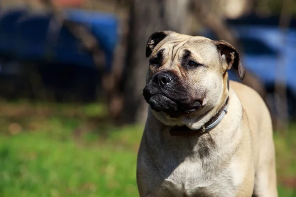 Dog breed Perro De Presa — Zdjęcie stockowe