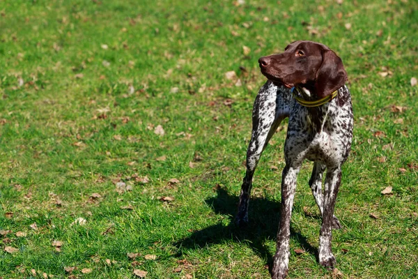 Dog breed Deutsch Kurzhaar — Stockfoto