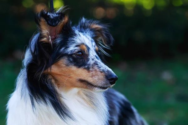 Raça cão Sheltie — Fotografia de Stock