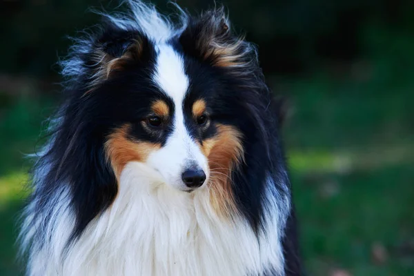 Pies rasy Sheltie — Zdjęcie stockowe