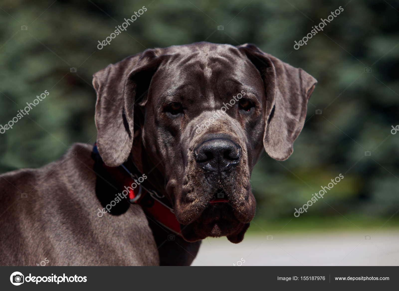 Dog Breed German Mastiff Stock Photo Image By C Deviddo 155187976