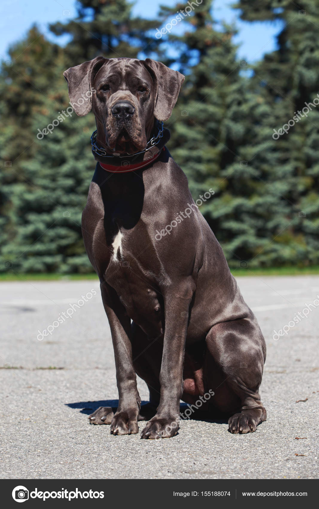 Dogue Allemand De Chien Race Photographie Deviddo 155188074