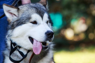 Alaskan Malamute belgili tanımlık köpek doğurmak