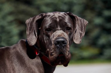 köpek doğurmak Alman mastiff