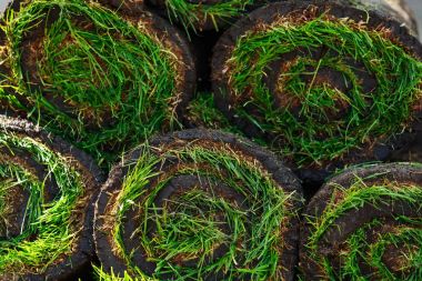 Rulo yeşil çim çimen