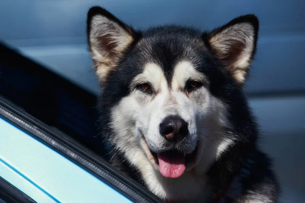 Собака породи Аляскинський маламут — стокове фото