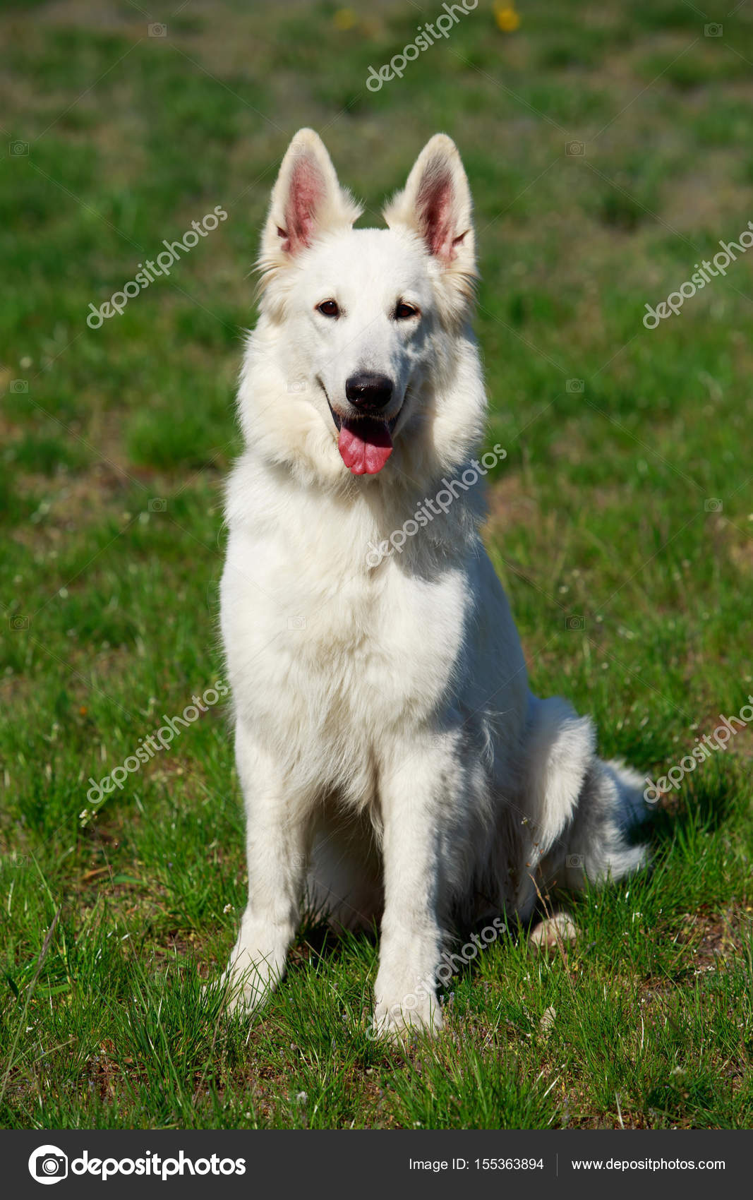 Chien De Berger Blanc Suisse Photographie Deviddo 155363894