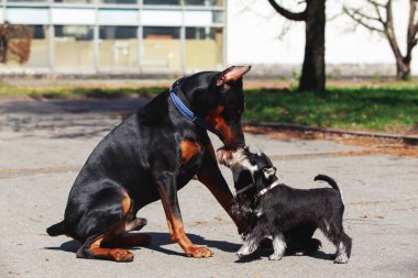 Minyatür schnauzers ile Doberman