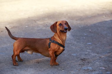 köpek doğurmak dachshund