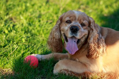 Amerikan Cocker Spaniel köpek doğurmak