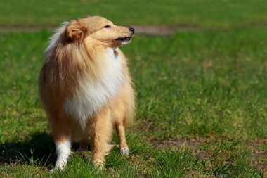 köpek doğurmak sığınak