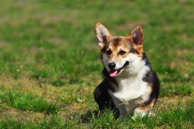 Galce corgi pembroke