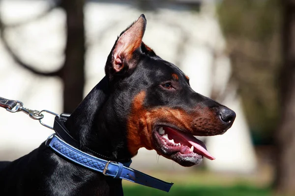 Raça cão Doberman — Fotografia de Stock