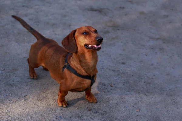 Köpek doğurmak dachshund — Stok fotoğraf