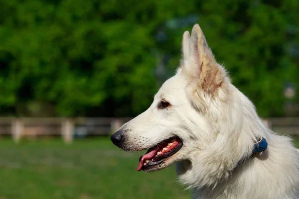 Perro Berger Blanc Suisse —  Fotos de Stock