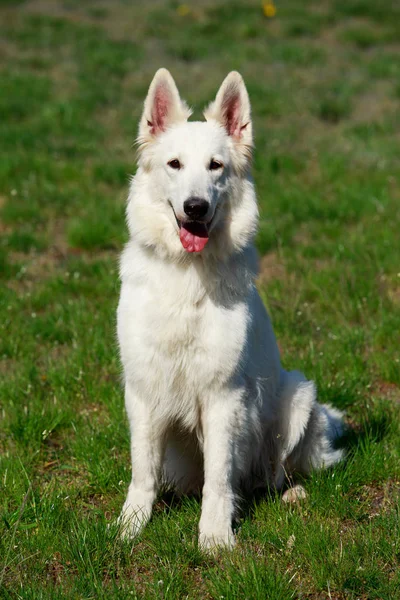 White swiss shepherd dog — Stock Photo, Image