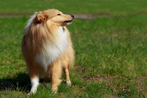 Raça cão Sheltie — Fotografia de Stock