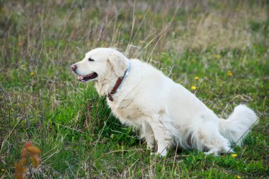 Köpek çiftleşmesi Golden Retriever