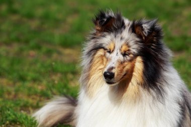köpek doğurmak sığınak