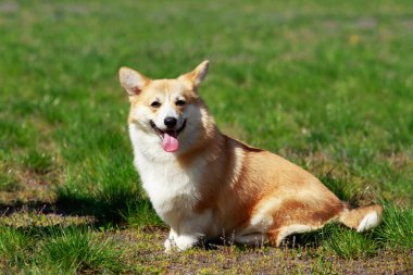 Galce corgi pembroke