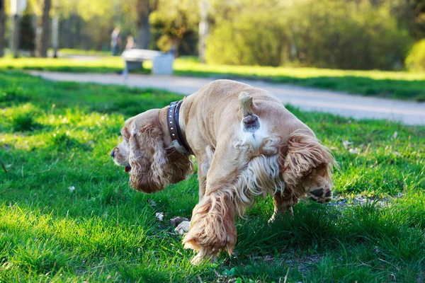 Hunderasse amerikanischer Cocker Spaniel — Stockfoto