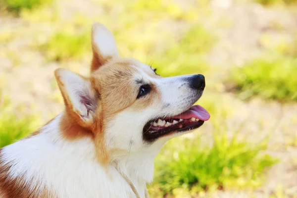 Galce corgi pembroke — Stok fotoğraf