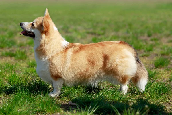 웨일즈 어 corgi 팸 브 룩 — 스톡 사진