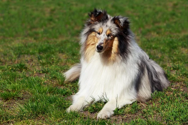 Dog breed Sheltie — Stock Photo, Image