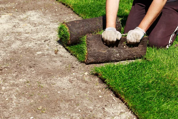 Rulo yeşil çim çimen