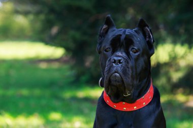dog breed cane corso italiano