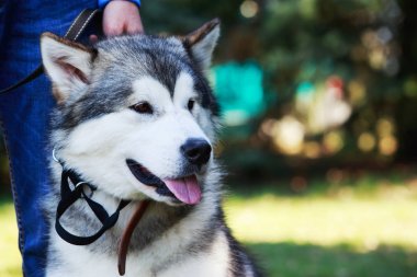 Köpek doğurmak Alaskan Malamute