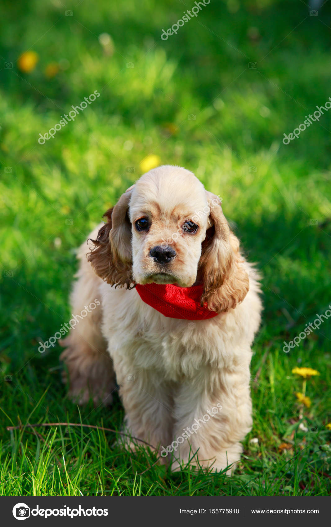 Chiot Cocker américain — Photographie DevidDO © 155775910