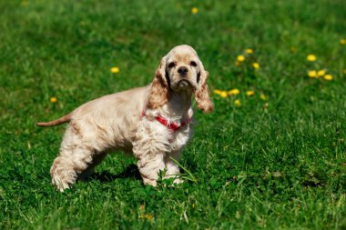 Amerikan cocker spaniel köpek yavrusu