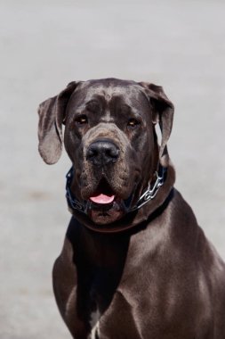 köpek doğurmak Alman mastiff