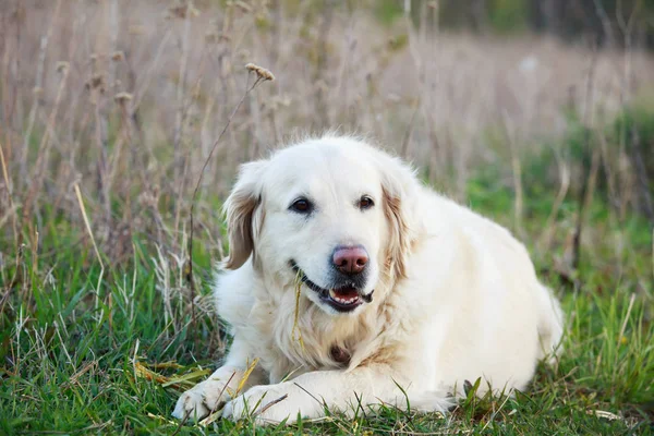 Hund ras golden retriever — Stockfoto