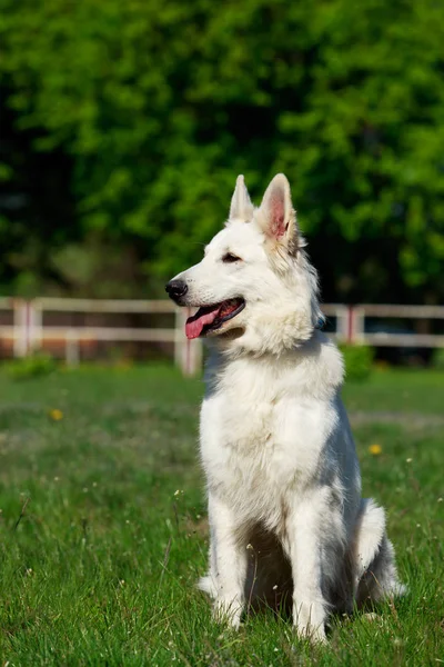 瑞士白牧羊犬 — 图库照片