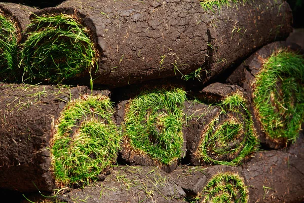 Grama de gramado verde em rolos — Fotografia de Stock