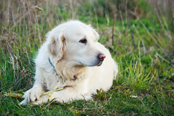 Rasa de câini Golden Retriever — Fotografie, imagine de stoc