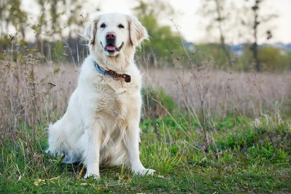 Rasa de câini Golden Retriever — Fotografie, imagine de stoc