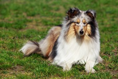 köpek doğurmak sığınak