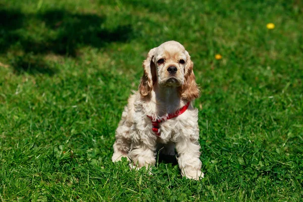 Amerikan cocker spaniel köpek yavrusu — Stok fotoğraf